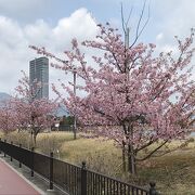 近江大橋西詰から少し北側に河津桜