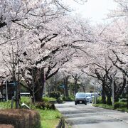 満開の桜並木は『桜のトンネル』になって、見事です