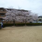 テニスコートにもきれいな桜