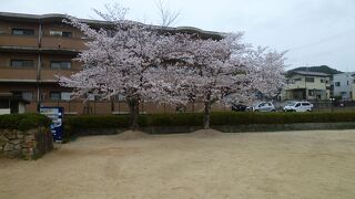 テニスコートにもきれいな桜