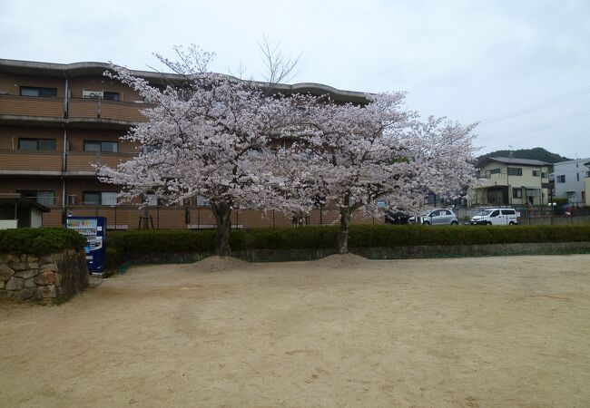 テニスコートにもきれいな桜