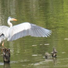 アオサギをよく見かけます