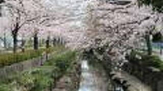 合計4本の桜並木があって、見応えがありました