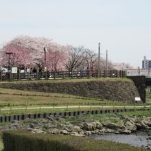 綾瀬川の反対側は広大な「まつばら綾瀬川公園」の桜並木