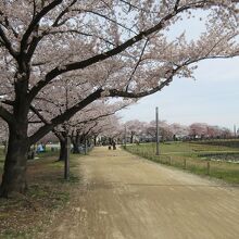 公園沿いの桜並木