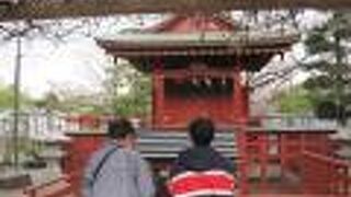 日中は鳩がたくさんいます