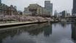 北側の堂島川沿いの桜がキレイ