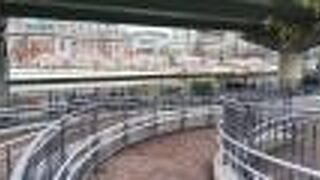 向かいの桜がキレイです