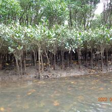 干潮でしたがこれから50ｃｍほど水深が深くなるようです。