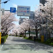 柳が崎湖畔公園入口の桜並木