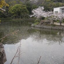 こちらが平家池