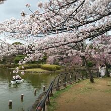 池に沿って様々な桜が植えられてます