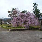 早朝誰もいない公園で桜を満喫