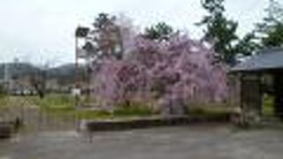 早朝誰もいない公園で桜を満喫