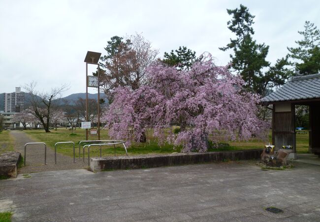 早朝誰もいない公園で桜を満喫