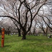 桜が美しい公園