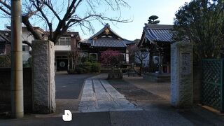 本堂の紅梅がきれいだった