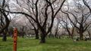 桜が美しい公園