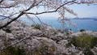 眼下にはまるで白く沸き立つ雲海のような桜、桜、桜