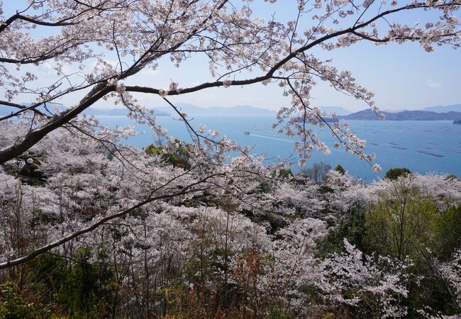 東広島の花見 クチコミ人気ランキング フォートラベル 広島県