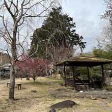 梅が咲く公園