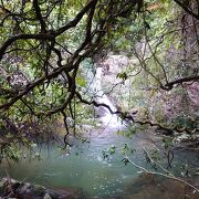 モダマ自生地 クチコミ・アクセス・営業時間｜奄美大島【フォー