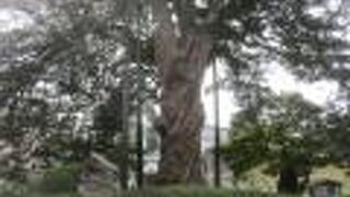 ひときわ目立つ木