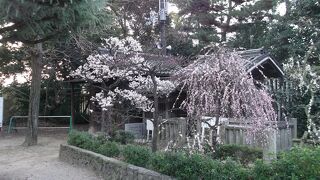 梅の名所でもある