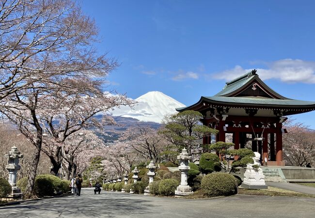 2022.4.5 富士山と桜のコラボが仏舎利塔の醍醐味