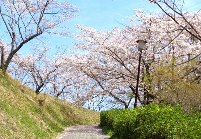 桜の季節と駐車場