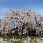 整った樹形の枝垂桜が見事