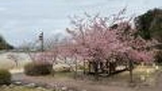 池沿いに植えられた河津桜がきれい