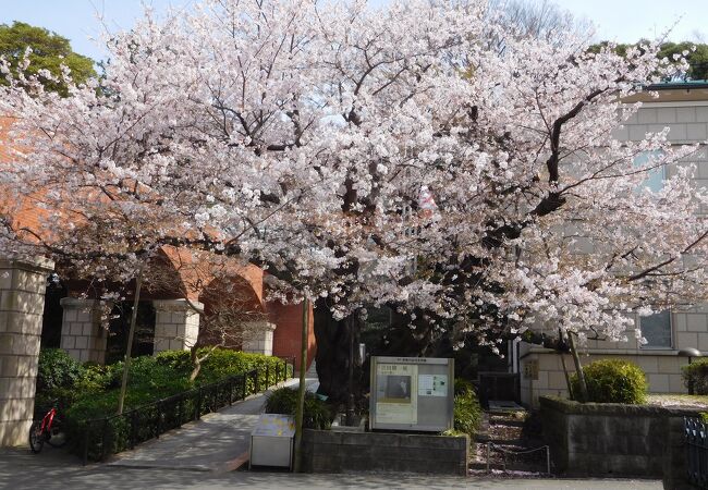 満開の「芸亭の桜」