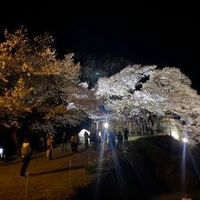 夜桜の様子です。