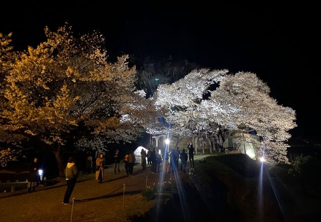 三隅大平桜