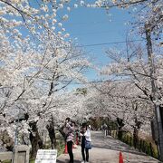 やっぱり桜は美しい