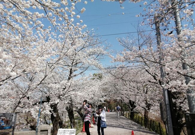 やっぱり桜は美しい