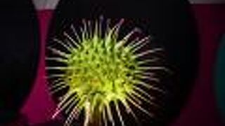 長居公園にある自然史博物館