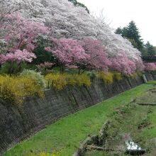 桜の花は、立川川の「さくら橋」からが見事