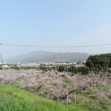 一面がピンク色に染まります