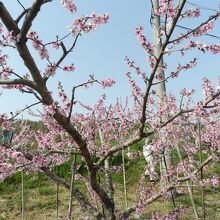 桃の花のピンクが青空に映えますね！