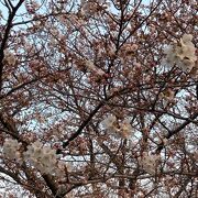 権現堂桜堤