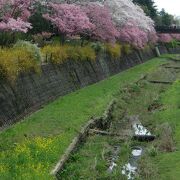 見せ場は国営昭和記念公園内の桜。源流は狭山丘陵で昭和記念公園内を貫通して多摩川に合流する。