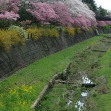 昭和記念公園内の「さくら橋」から見た下流。水たまり程度。