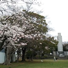 塔の近くに何本か大きな桜があって一人静かに桜を楽しめました