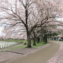 満開の桜並木は壮観です