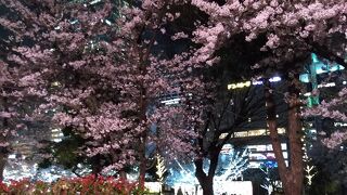 満開の桜とハルカス