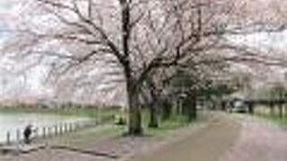 満開の桜と野鳥を見に行きました