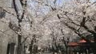 京都の情緒を楽しむには一番のスポット