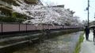 満開の桜と風にたなびく柳が私を楽しませてくれる場所